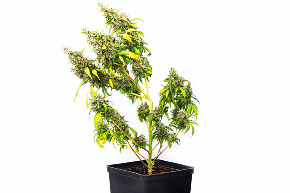 How to Fix Broken and Bent Cannabis Stems