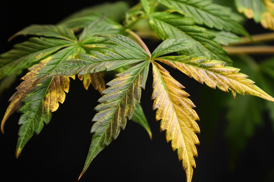 How to Fix Calcium Deficiency in Cannabis Plants