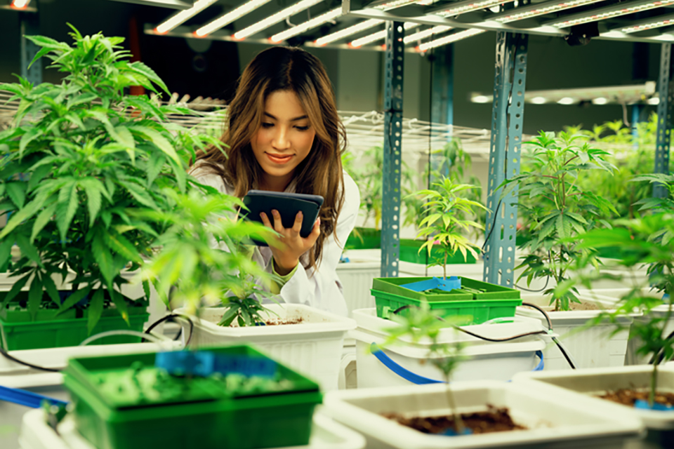 How to Optimize Your Indoor Cannabis Growing Environment