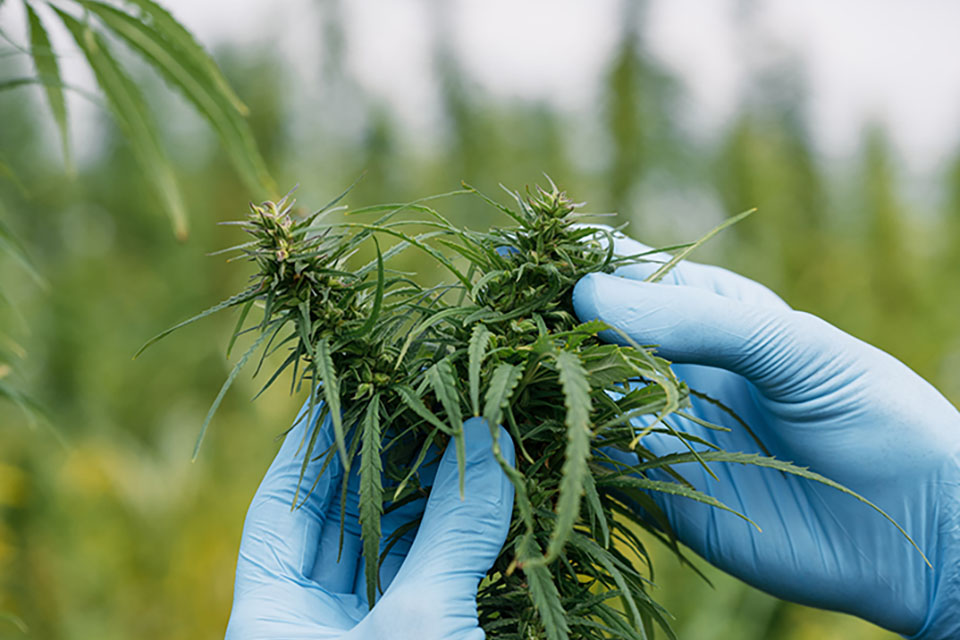 How to Tell if Your Female Cannabis Plant Has Been Pollinated