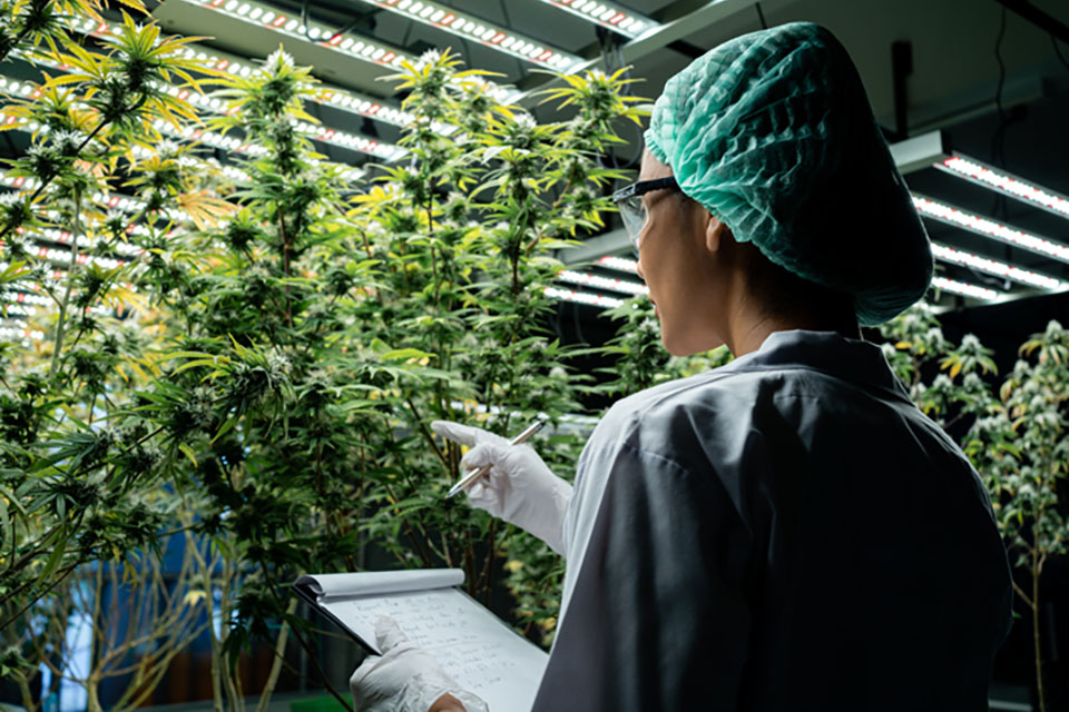 How to Use Honey in Cannabis Cultivation
