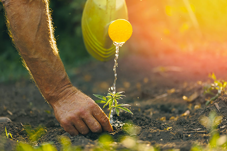 How to Water and Flush Cannabis Plants