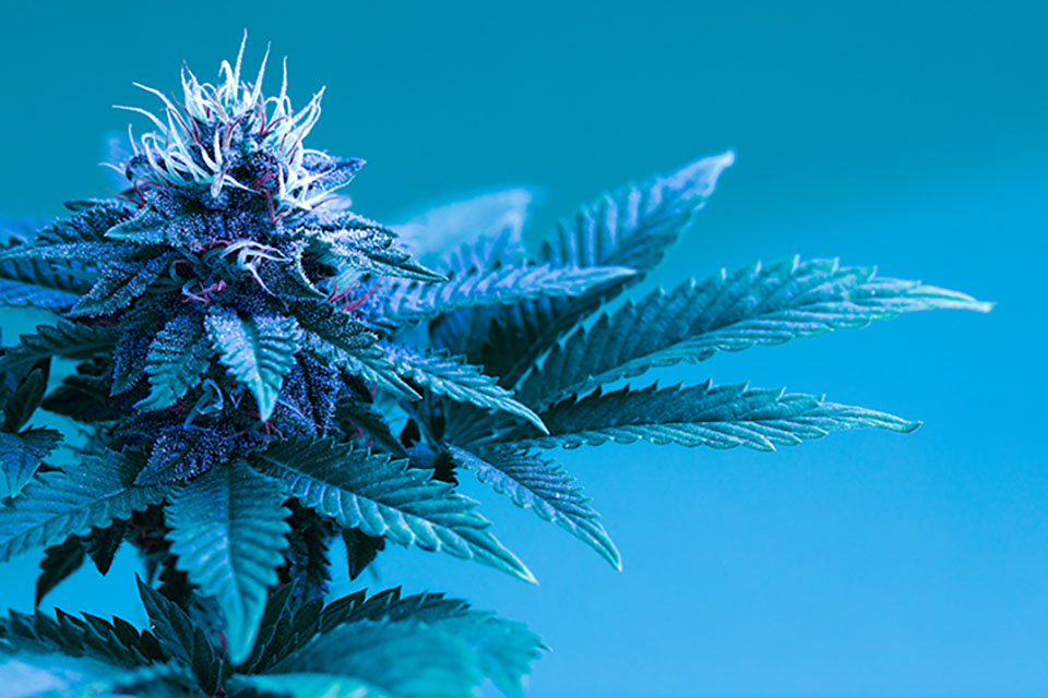 How Much Marijuana Can I Yield Per Plant