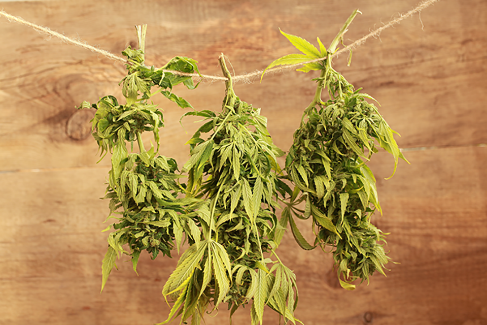 How To Dry and Cure Cannabis