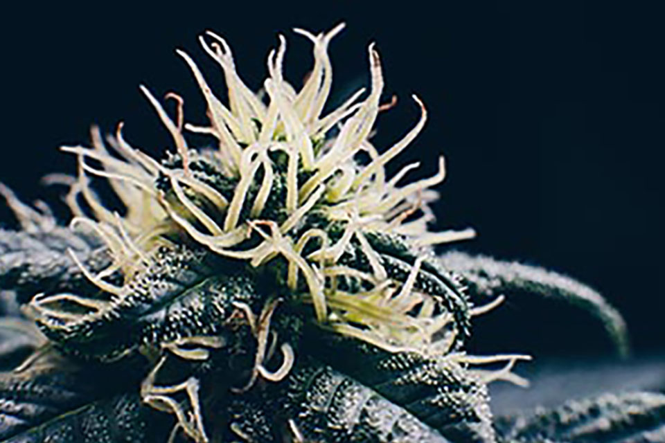 How To Grow Bigger Buds