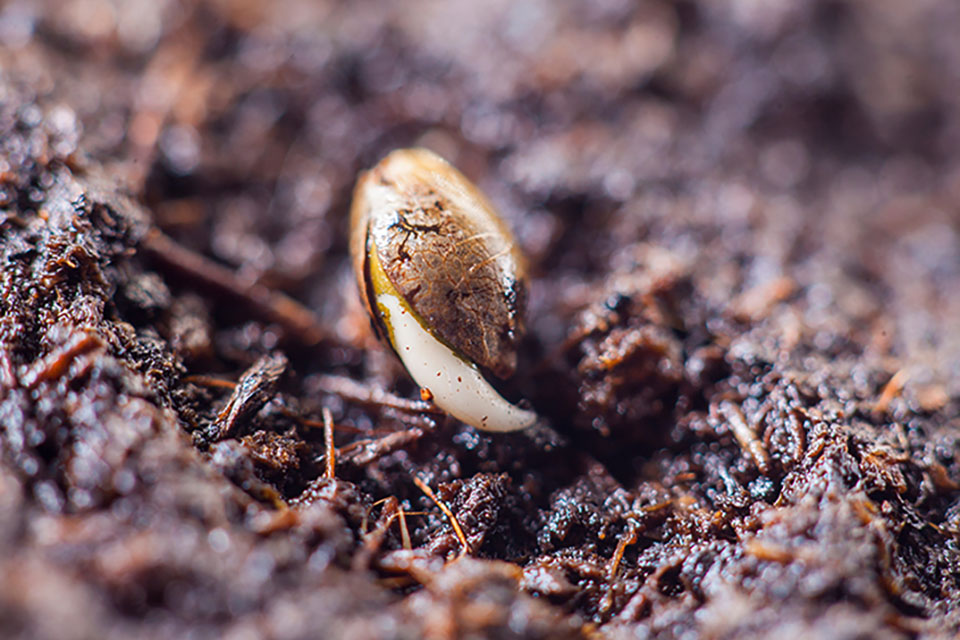 How To Make Super Soil For Cannabis Plants