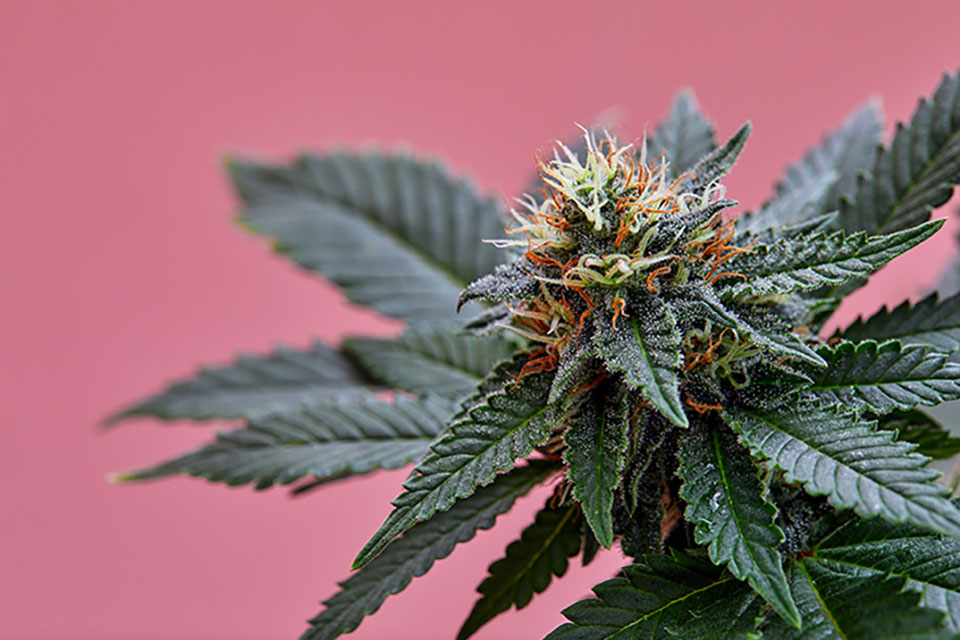 How to Make Feminized Marijuana Seeds