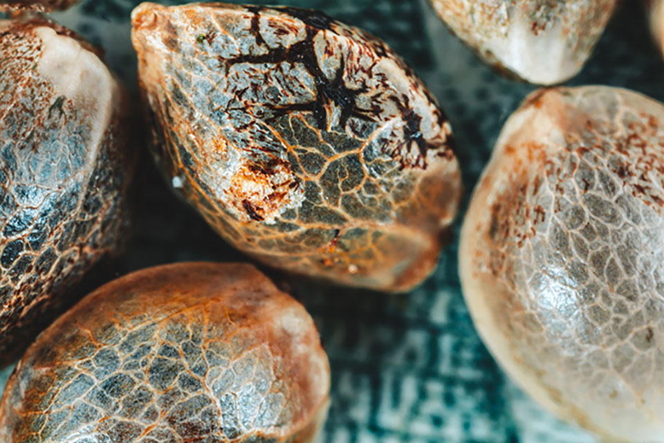 Best Practices for Storing Cannabis Seeds