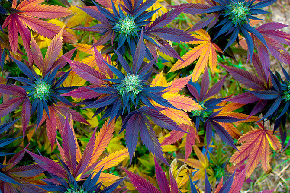 How to Prevent Weed Odor