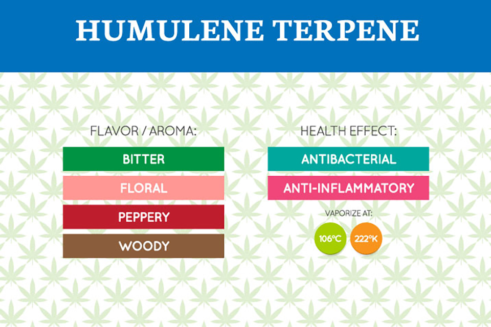 Humulene Terpene - Strains, Benefits, Characteristics