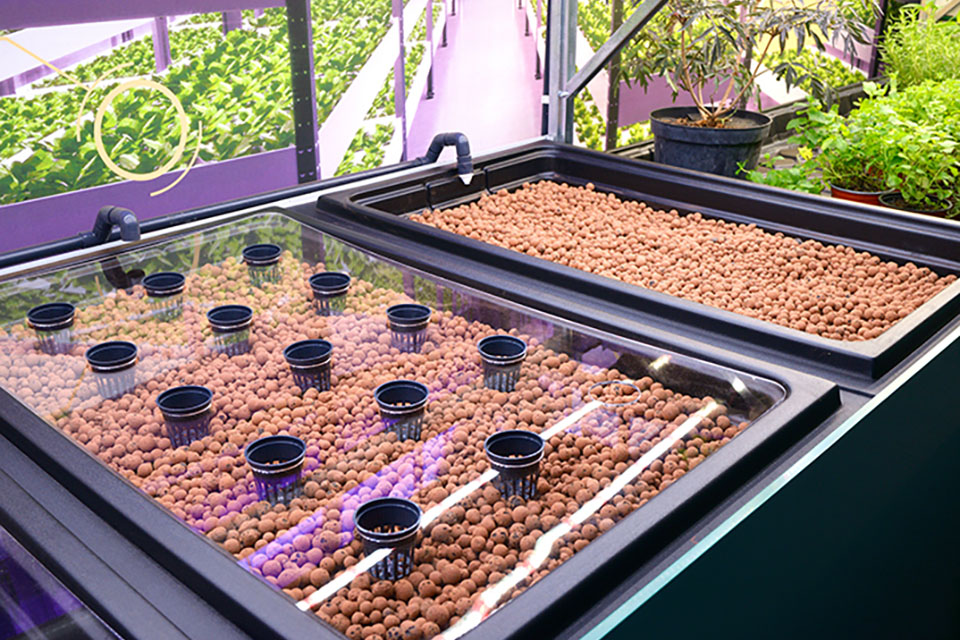Hydroponics in Different Mediums