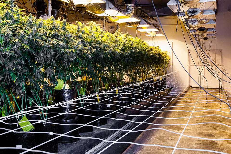 Indoor Marijuana Grow Systems