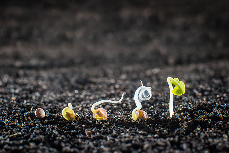 Life Cycle of a Marijuana Plant