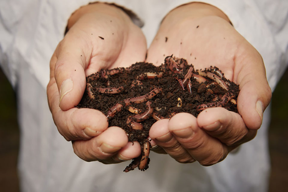 Living Soil and Cannabis - Stimulate Plant Resilience