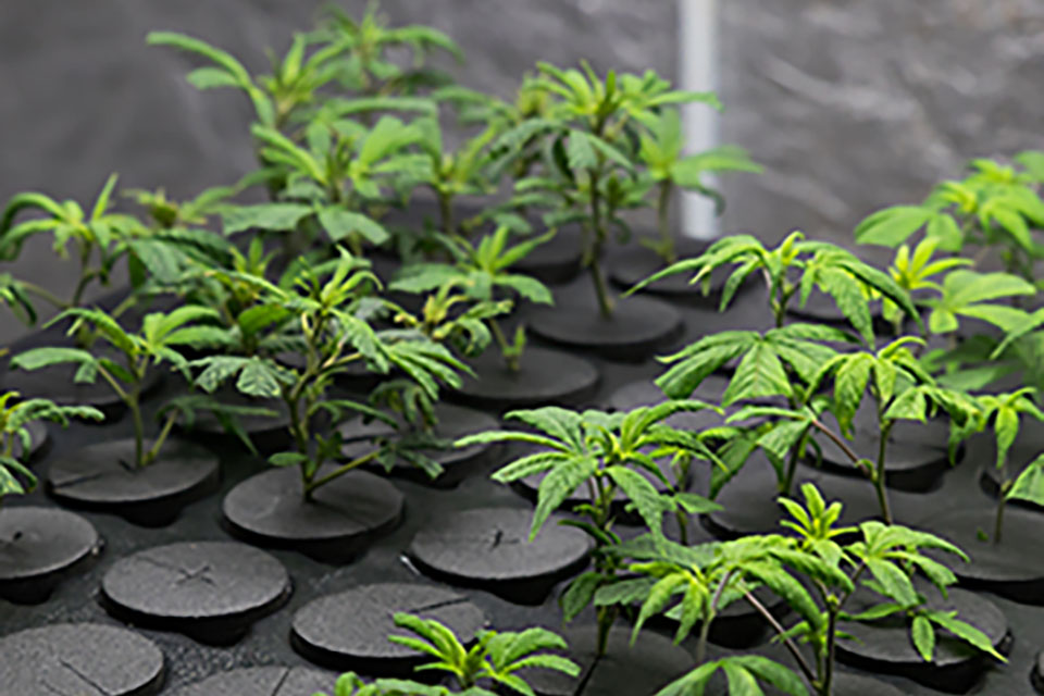 Making a Cannabis Clone Box