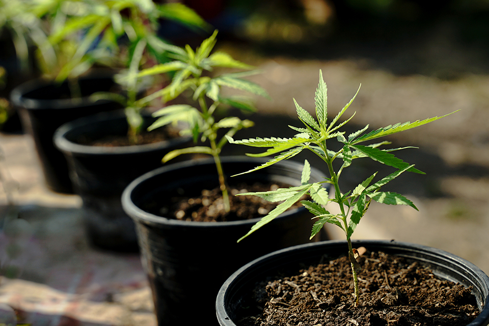 Mastering the Art of Cannabis Seed Transplantation