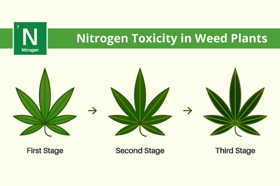 Nitrogen Toxicity in Weed Plants