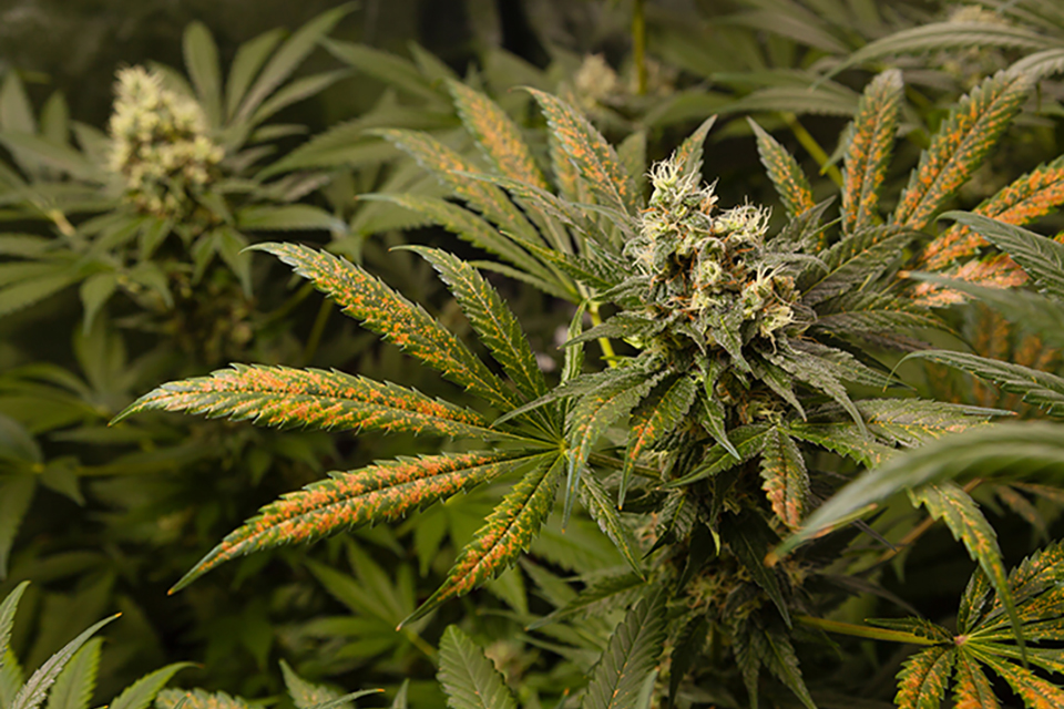 Phosphorus Deficiency in Cannabis Plants