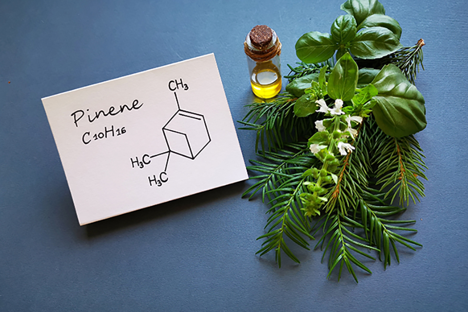 Pinene Terpene - Strains, Benefits, Characteristics
