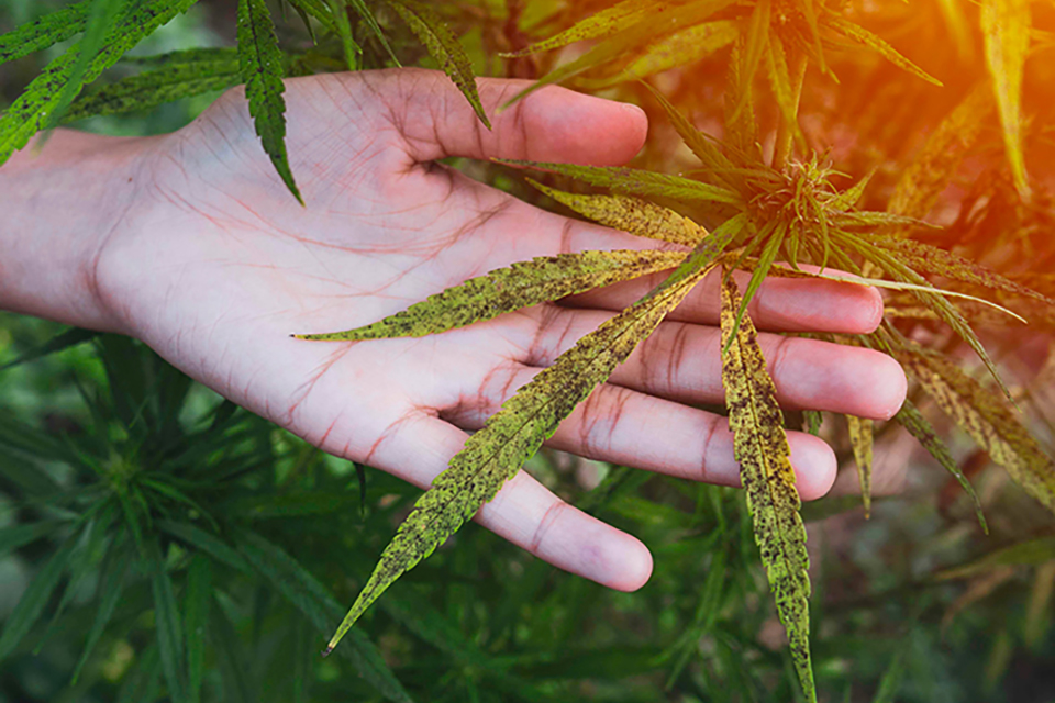 Plant Leaves Curling Upwards - 7 Possible Reasons & Fixes