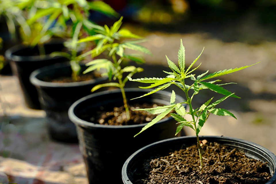 Planting the Perfect Pair - Choosing Companion Plants