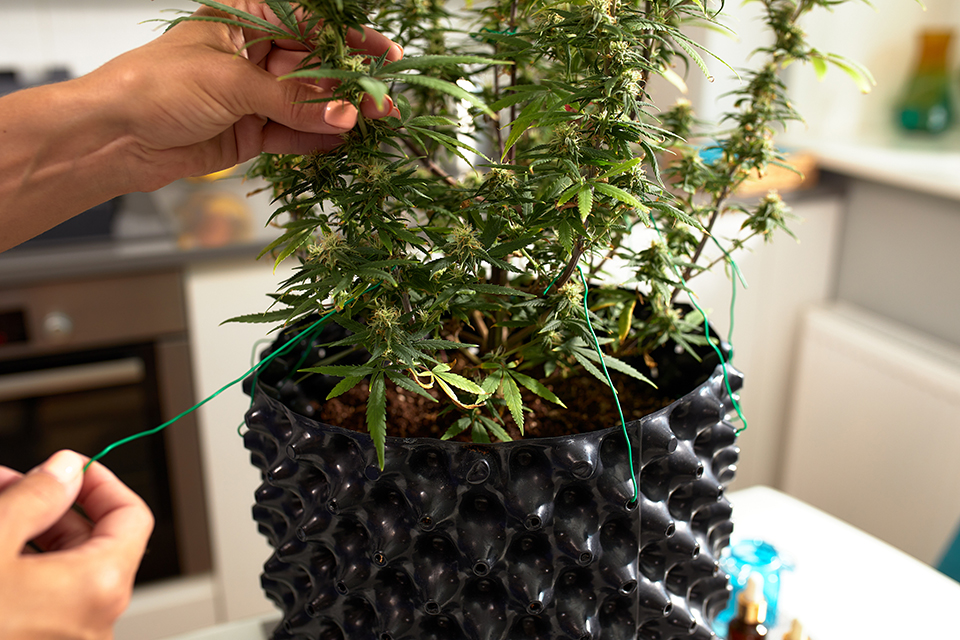 Popcorn Cannabis Buds - What They Are and How to Avoid Them