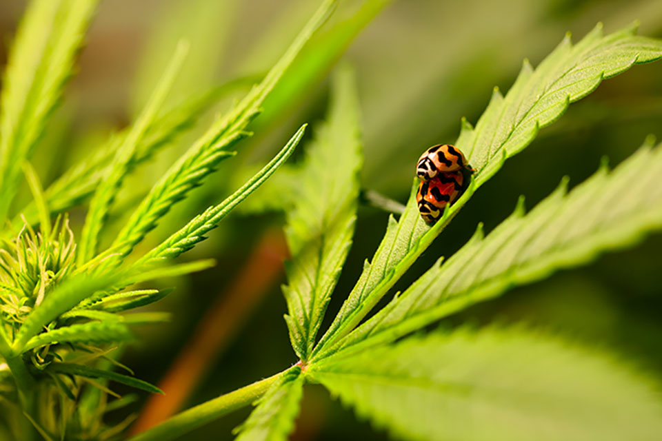 Protect Marijuana Plants From Pests and Bugs
