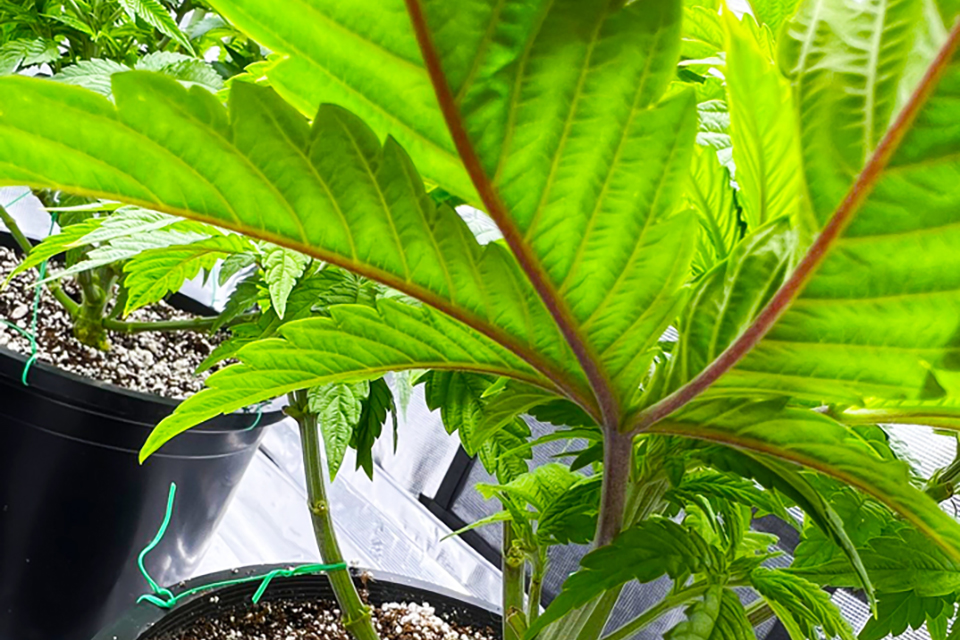 Red or Purple Stems - Should You Worry About Purple or Red Stems