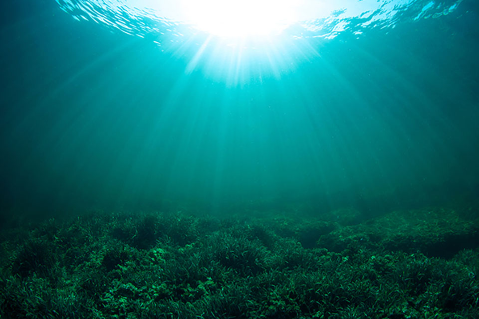 Sea of Green Growing
