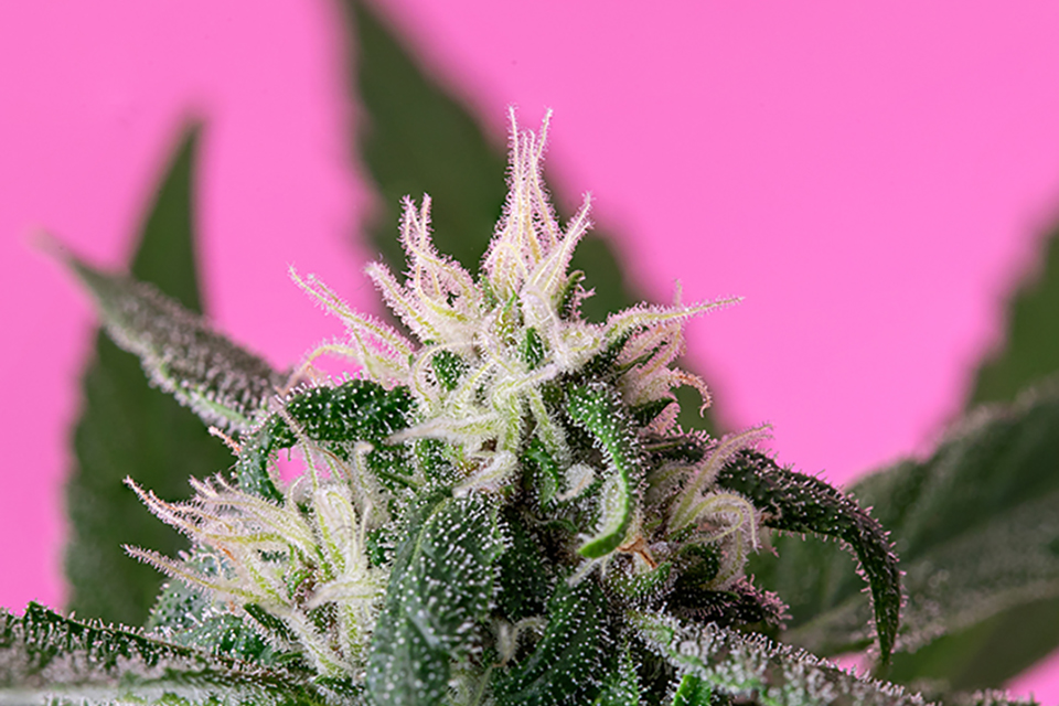 Seven Considerations That Can Affect Cannabis Flowering