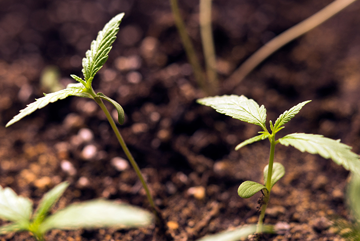 The Best Soil for Growing Cannabis 