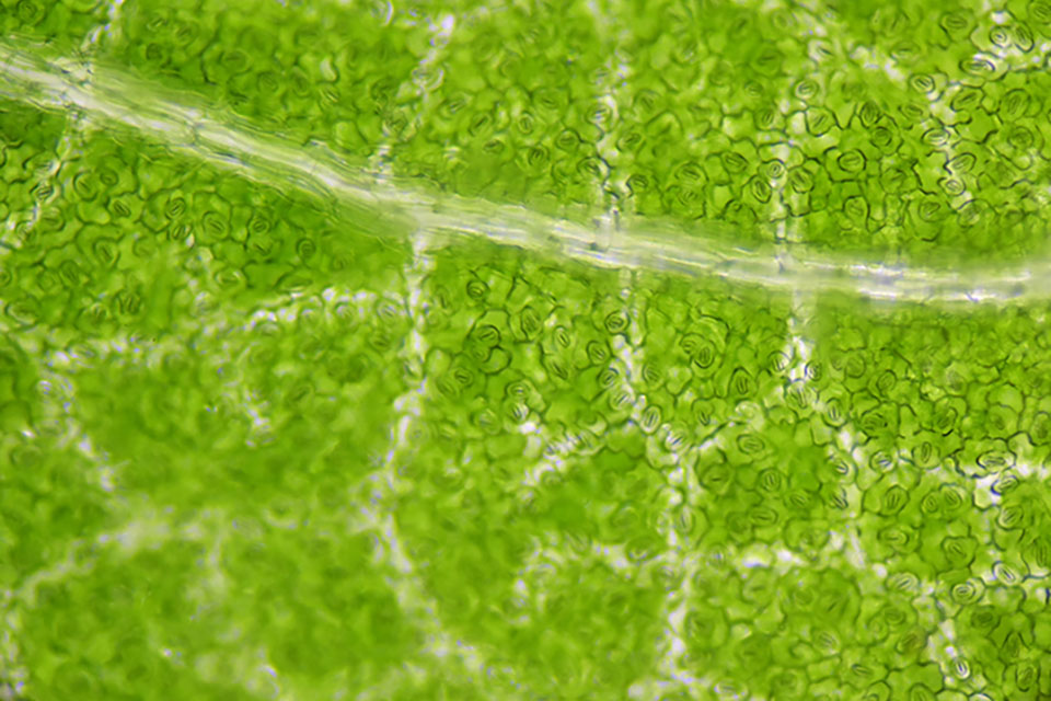 Stomata - What Are They