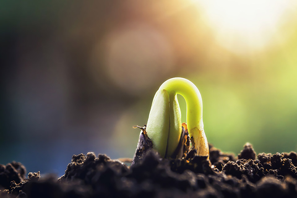 Strategies to Protect Cannabis From Sudden Temperature Drops