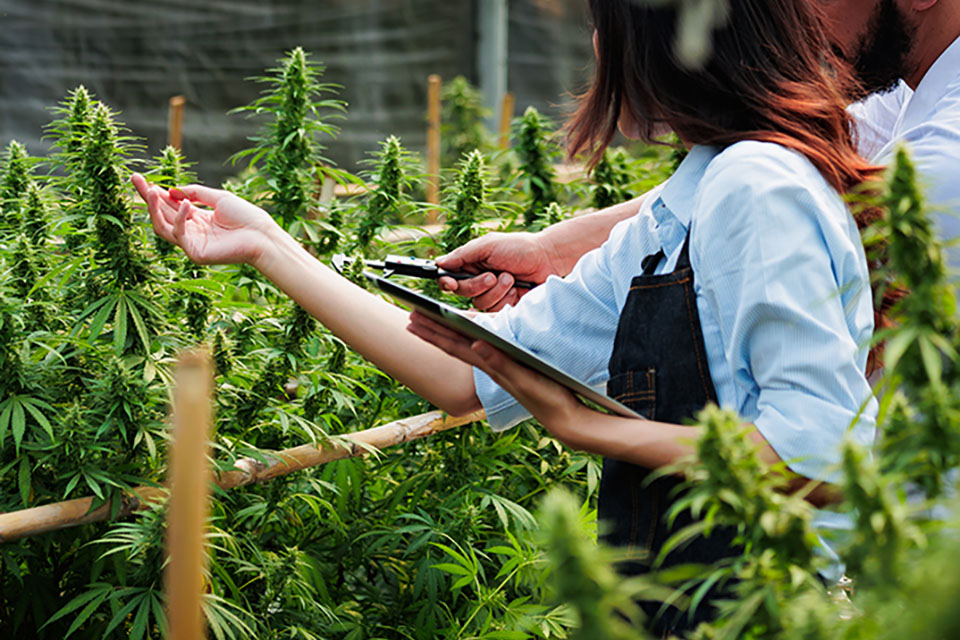 Techniques To Maximize Yields