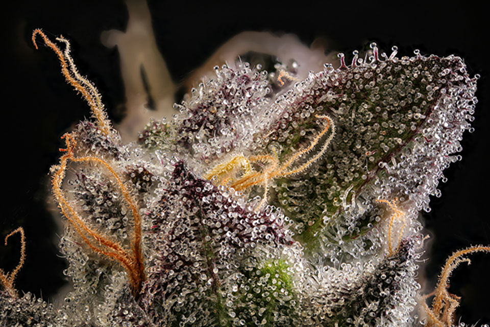 The Art of Healthy Cannabis - Overcoming Nutrient Burn in Home Cultivation