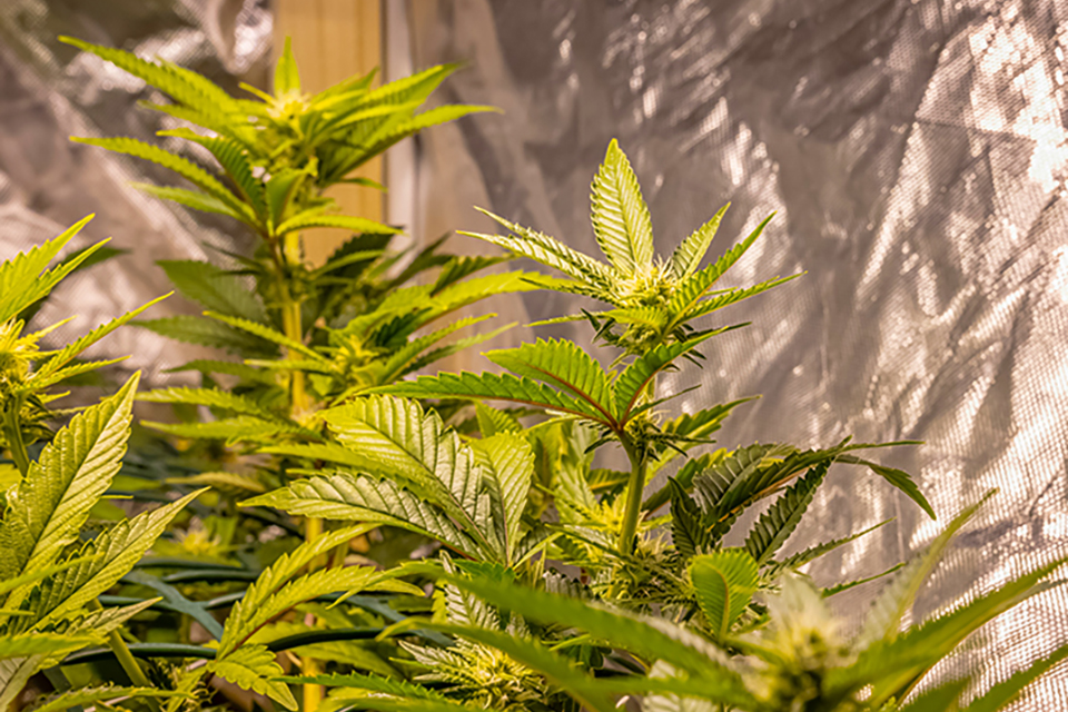 The Flowering Stage of Cannabis By Week