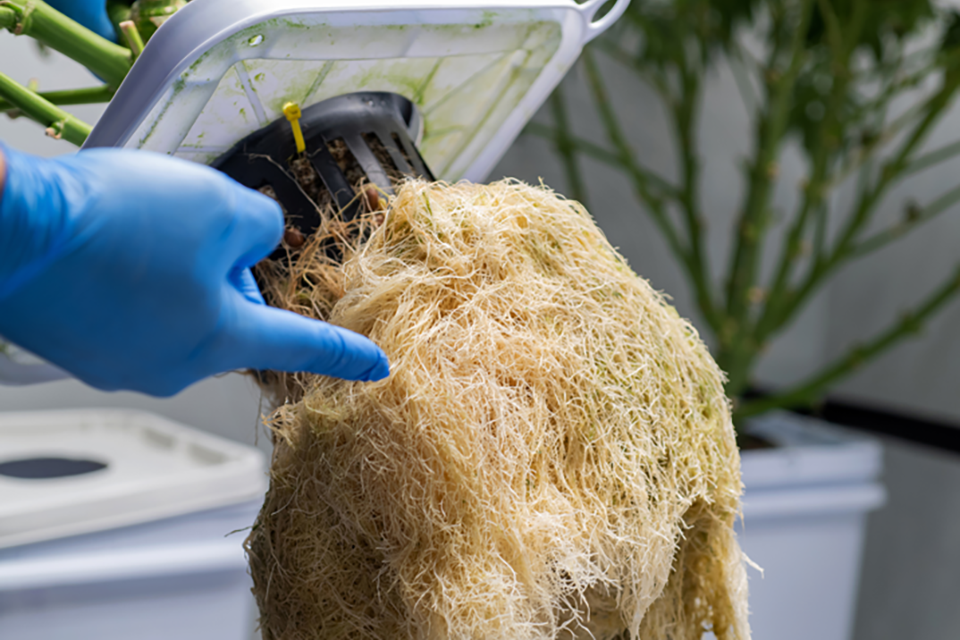 The Importance of Cannabis Roots - Medical Potential, History, and Current Uses
