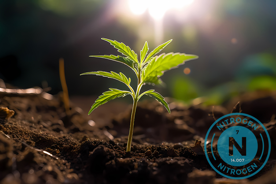 The Importance of Nitrogen for Cannabis Plants