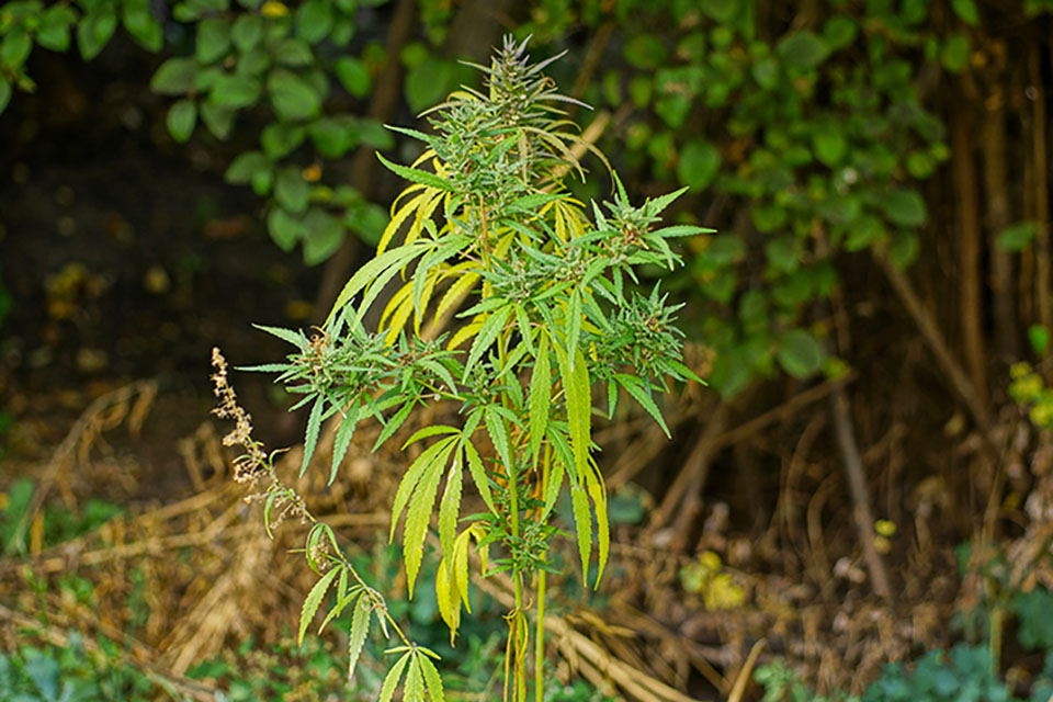 The Truth About Cannabis Leaves Drooping