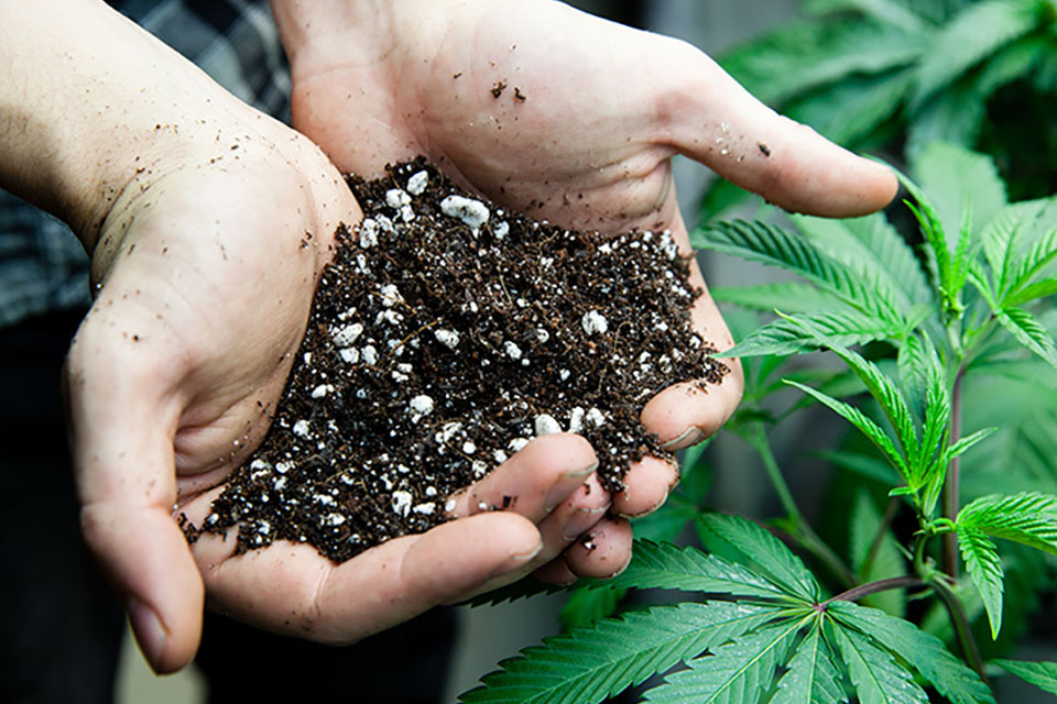 The Best Soil For Growing Cannabis Indoors
