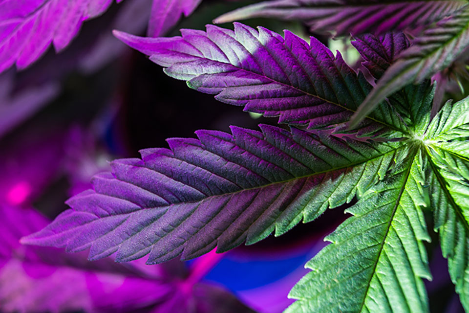 The Cannabis Light Cycle