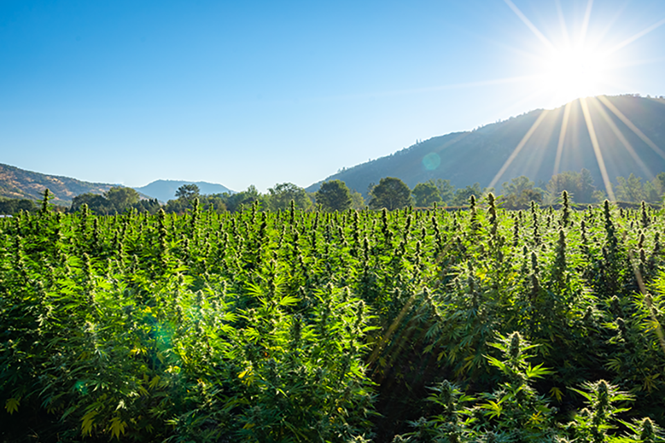 The Process Of Light To Energy In Cannabis