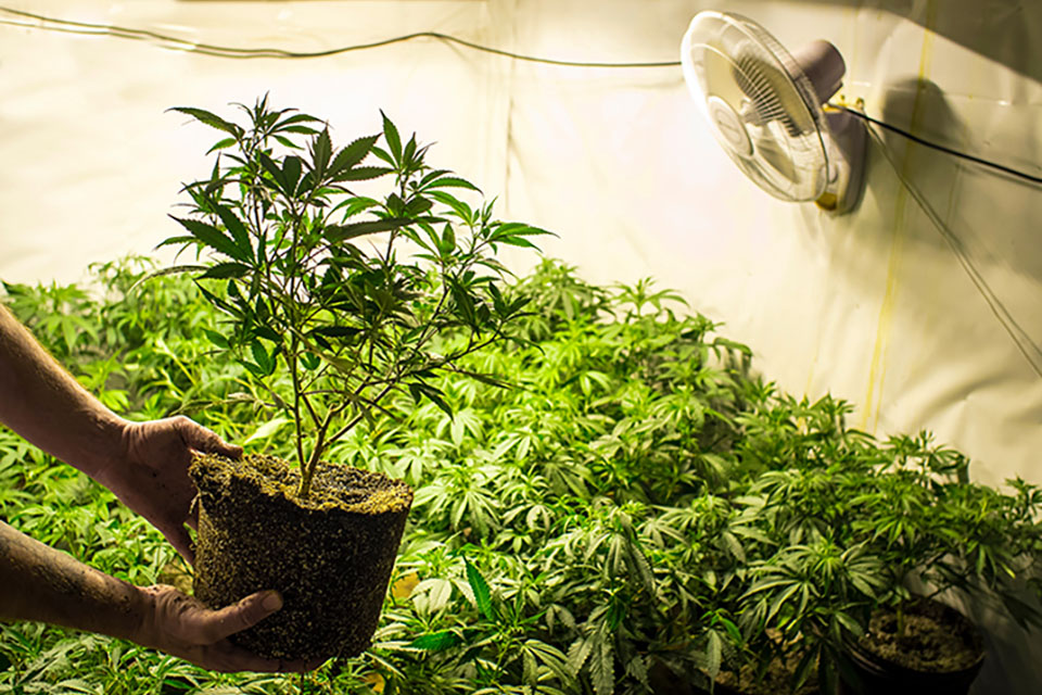Tips For Growing Weed in Tight Spaces