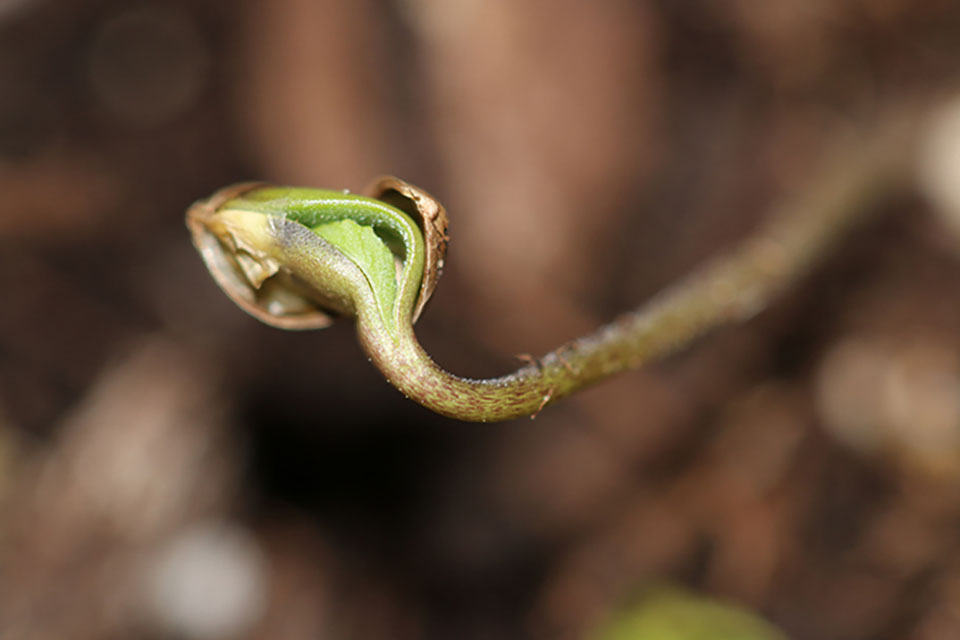 Tips for Germinating Old Cannabis Seeds