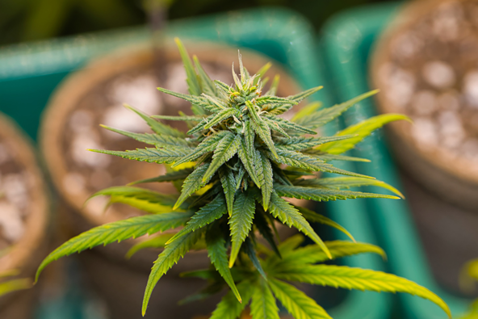 Top 10 Cannabis Seeds for Grow Tents in 2024 Sold on Kindseed.com