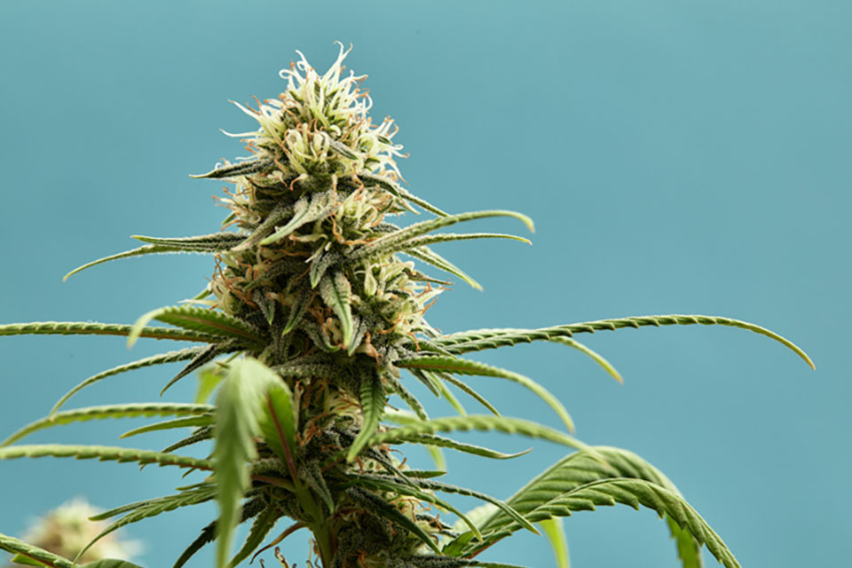 Top 10 Cannabis Strains to Grow for Pain Management