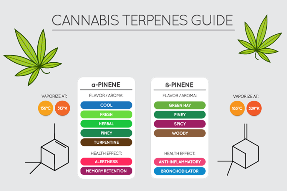 Top 10 Facts About Pinene Terpene