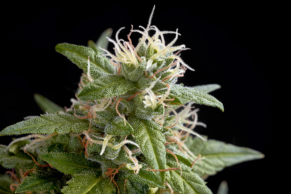 Top 10 Indica Feminized Strains on Kindseed.com