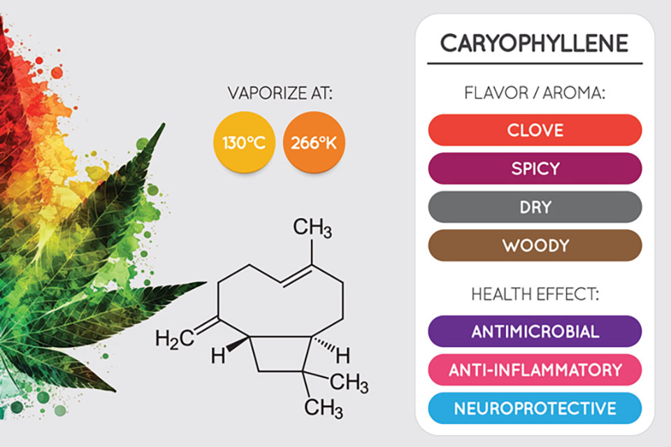 Top 10 Interesting Facts About Caryophyllene Terpene