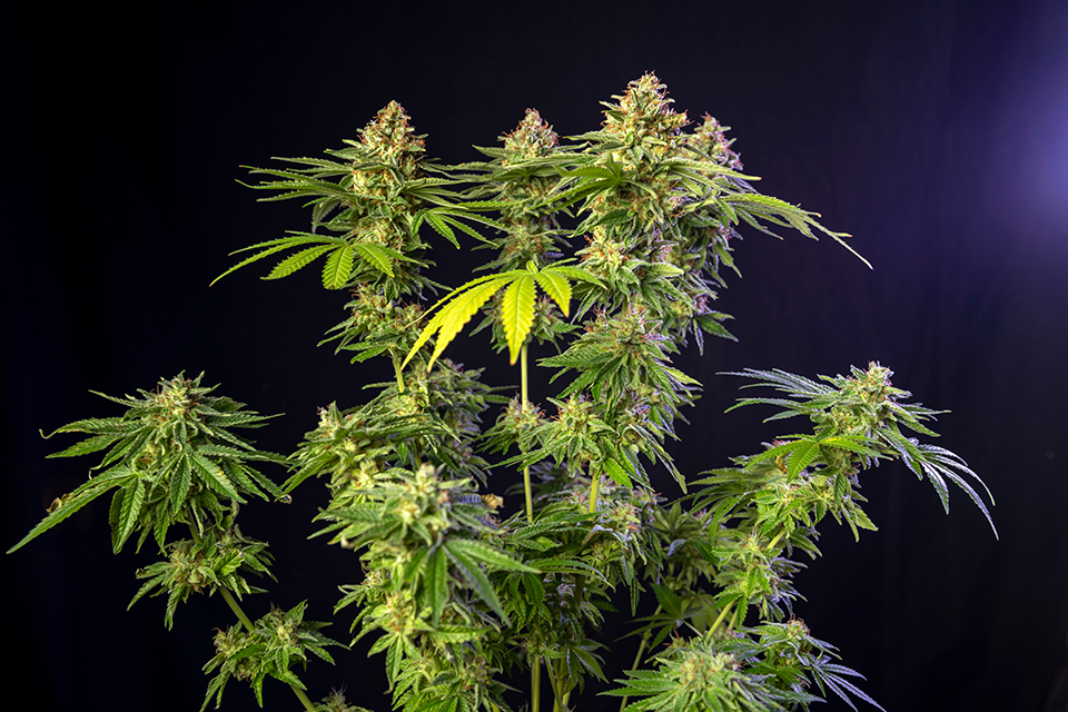 Top 10 Sativa Feminized Strains on Kindseed.com